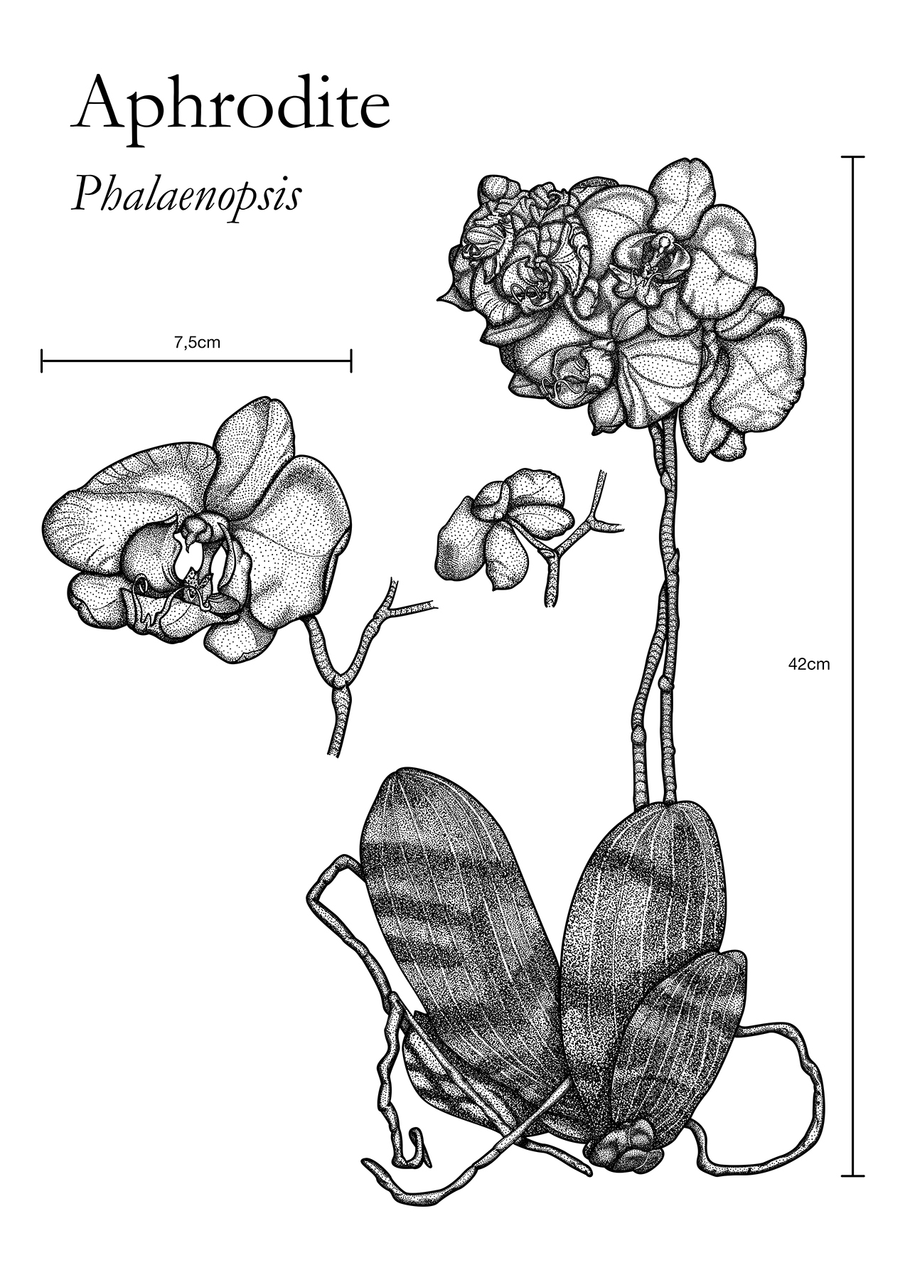 The Aphrodite is a flower known as moth orchids abbreviated Phal in the horticultural trade is an orchid genus and is one of the most popular orchids in the trade through the development of many artificial hybrids It is native to southern China Taiwan the
