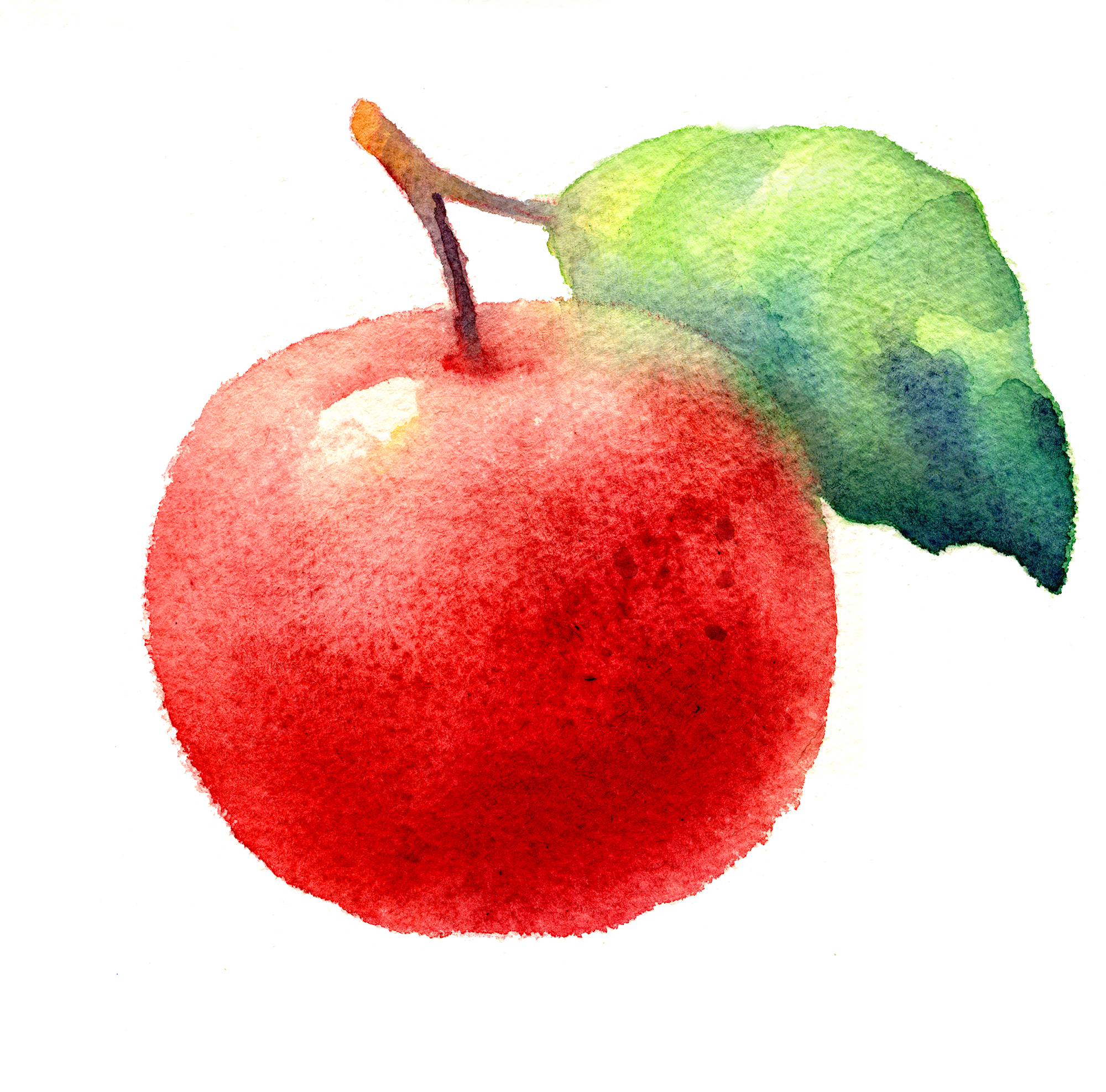 Test apples in watercolor for Blossa Glögg.