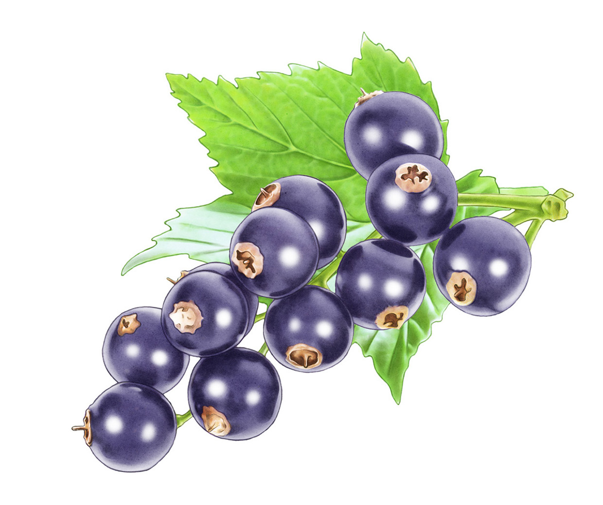 Cassis Ribes nigrum blackcurrant fruit for läkerol lozenge package svarta vinbär löv 