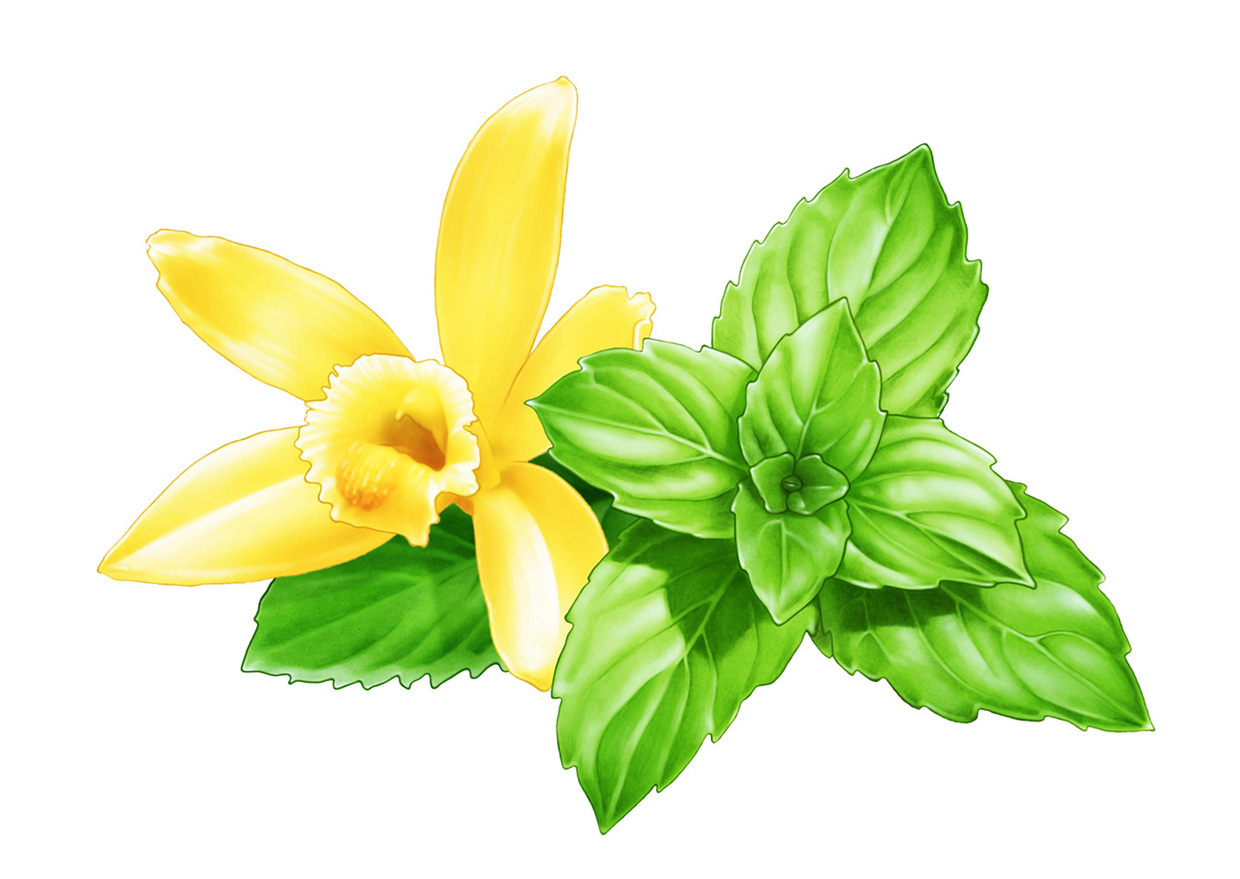 Vanilla flower and mint leaves for läkerol lozenge package vanilj blomma pistill mint löv