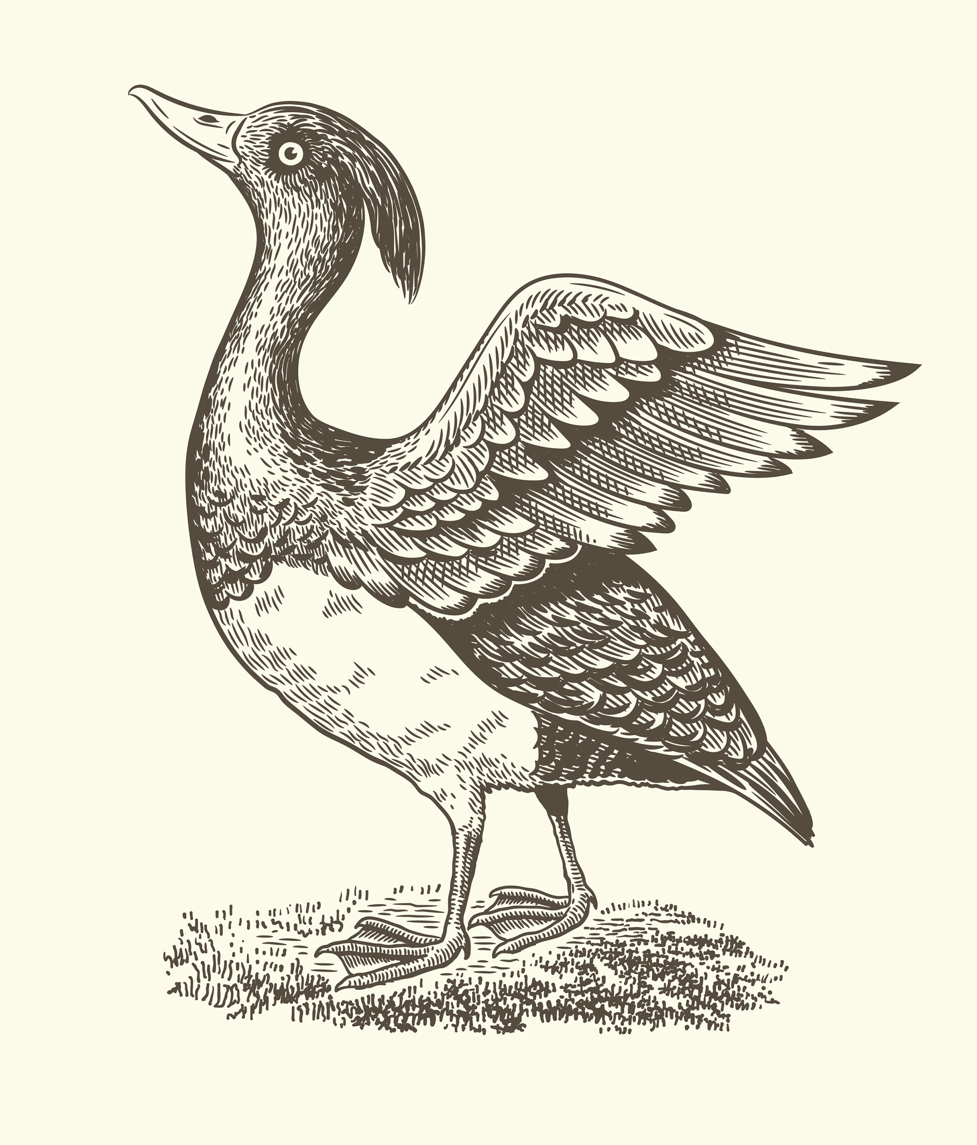 Illustration the bird vigg for label french wine.