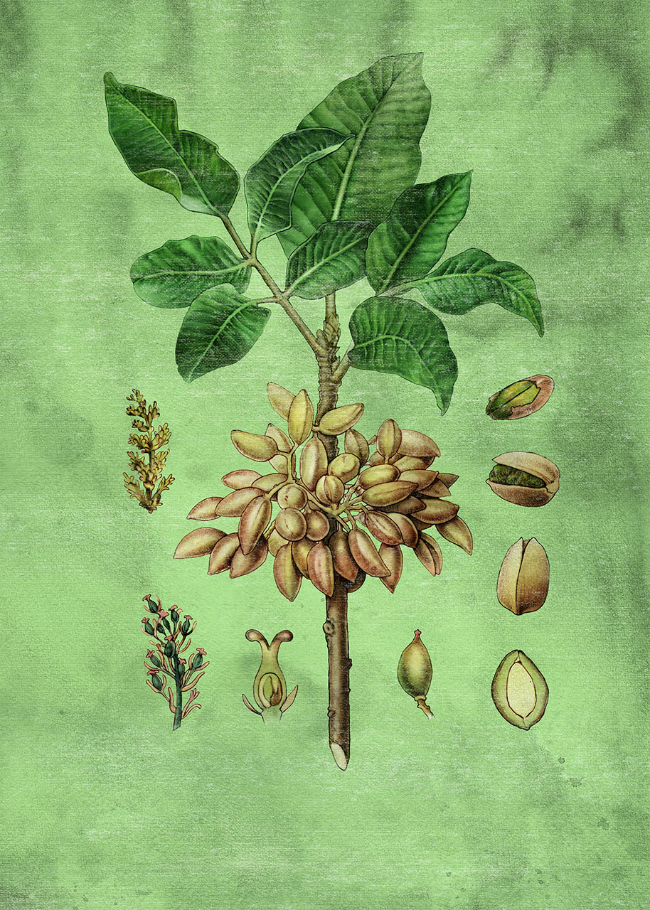 pistachio plant to SIA ice cream packaging pistage