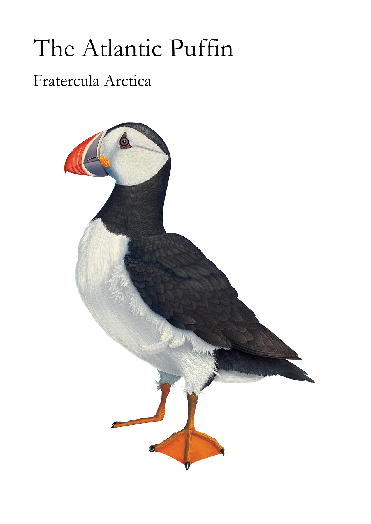 The Atlantic Puffin is a bird that lives by the ocean Lunnefågel 