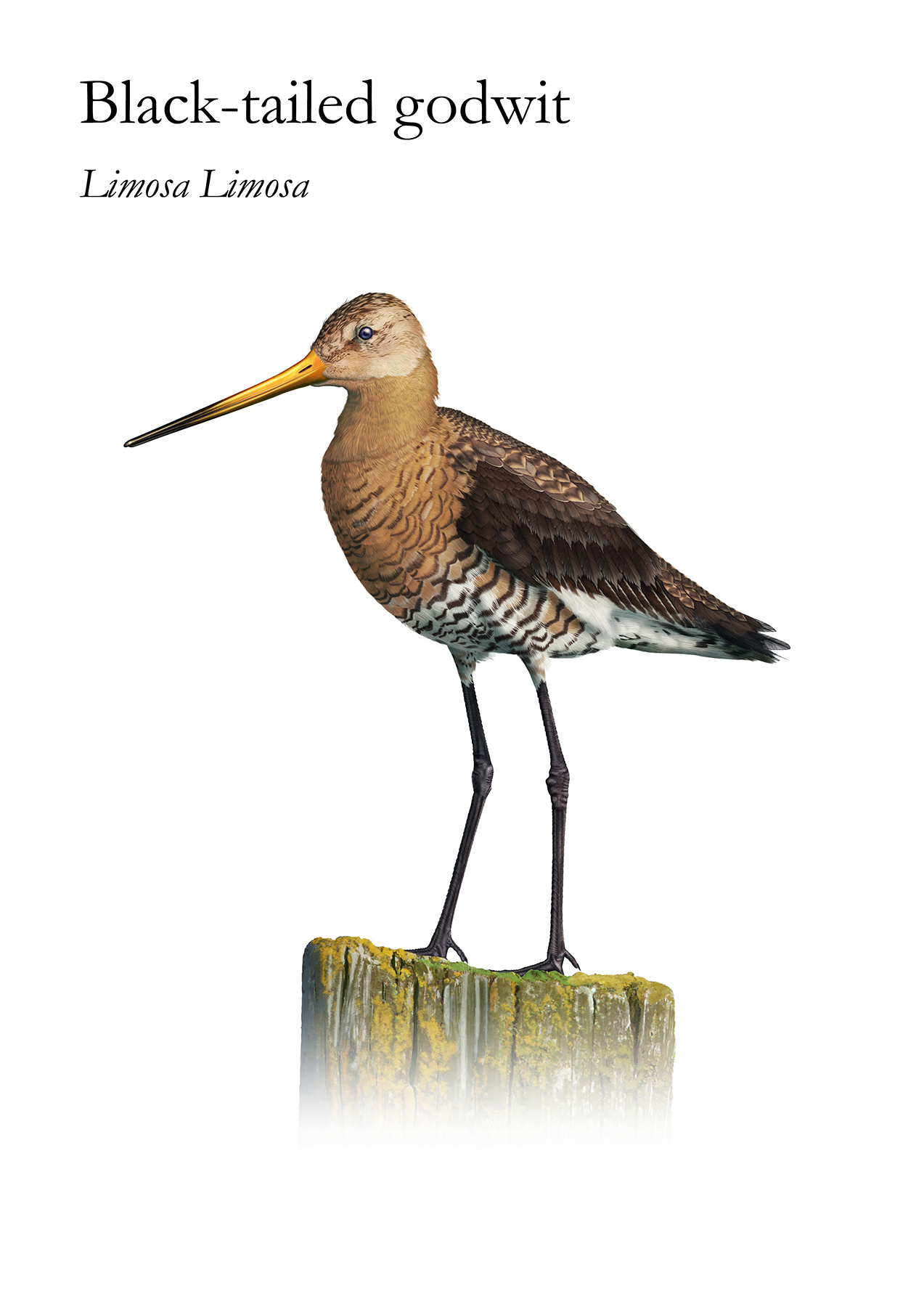 The Black Tailed Godwit is a bird living near the water and is a large long-legged long-billed shorebird