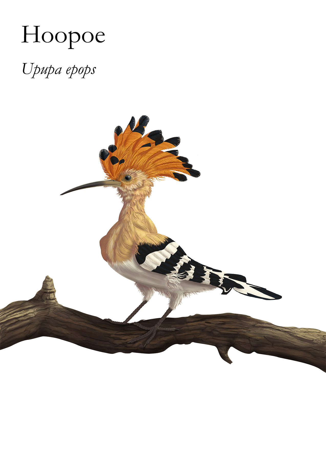 The Hoopoe is a colourful bird found across Afro-Eurasia also called Härfågel