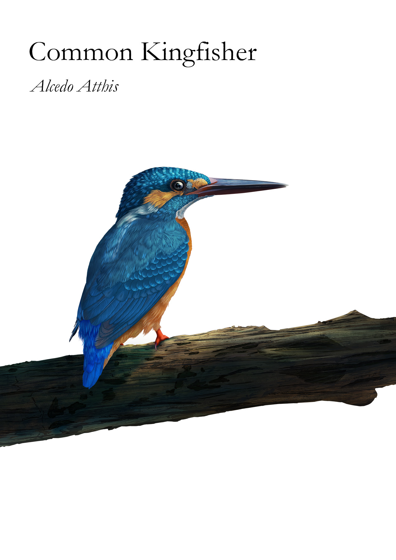 The kingfisher is a colourful medium-sized bird that lives in nature with most species found outside the Americas Kungsfågeln