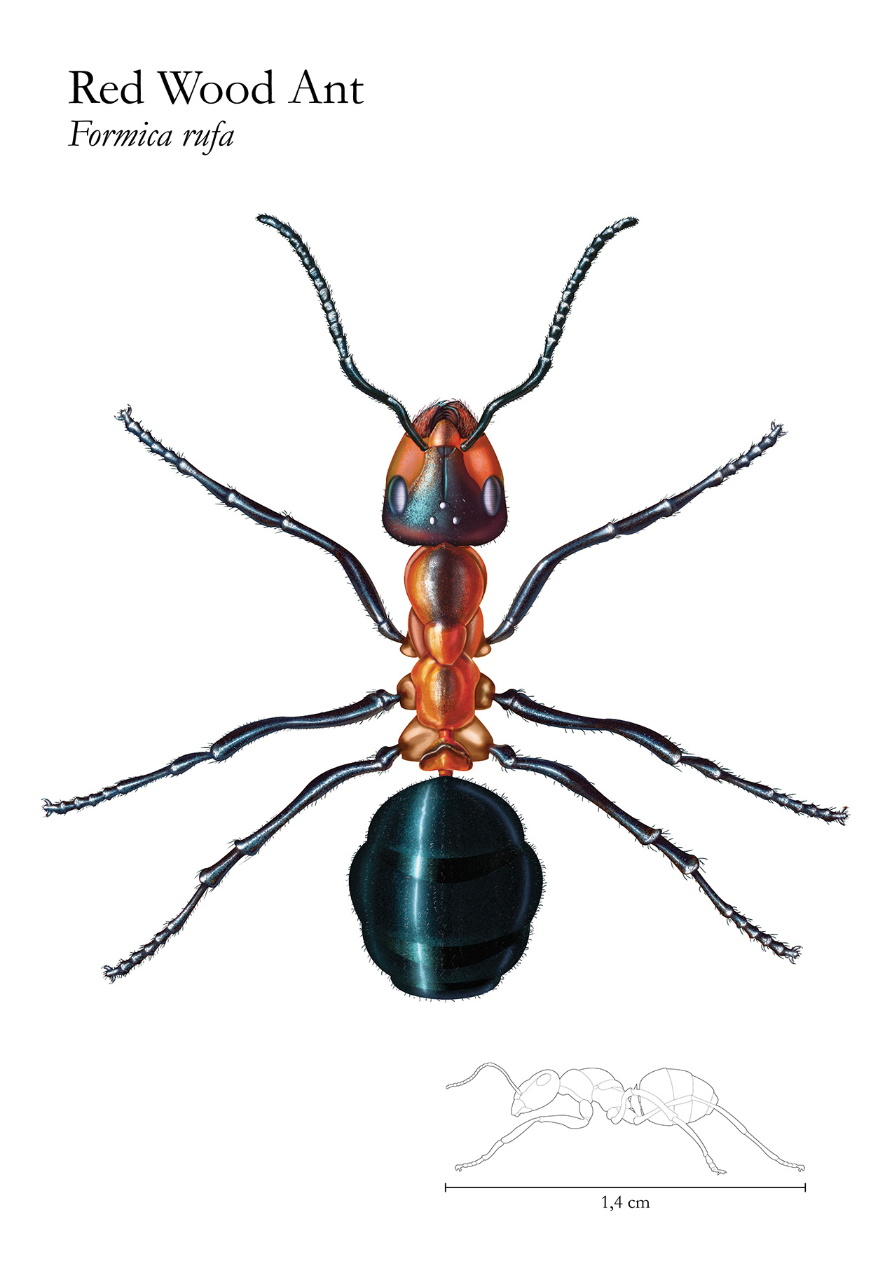 The Red Wood Ant is a common insect living in the woods recognizable with its red body and black head and back body