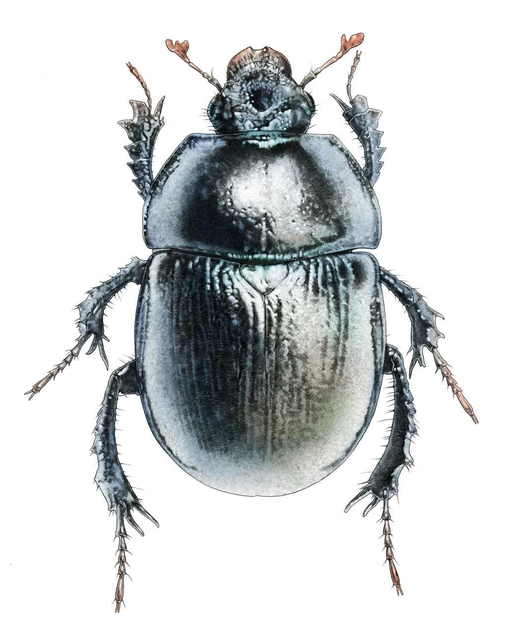 Insect Black bug a ground beetle Svart skalbagge jordlöpare eller boksogslöpare Carabus intricatus insekt dyngbagge