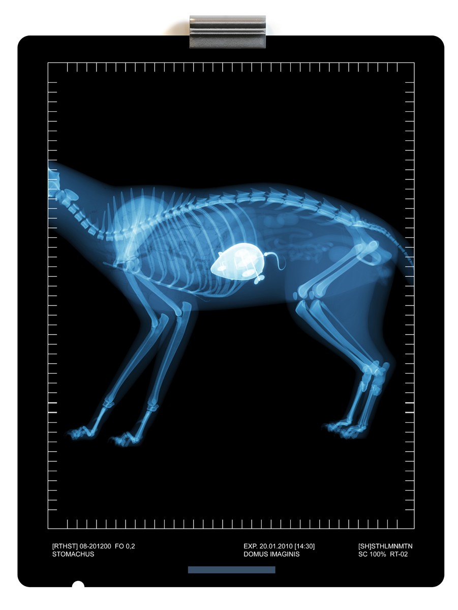 X-ray image of a cat with a mouse in the stomach skeleton röntgen plåt katt mus 