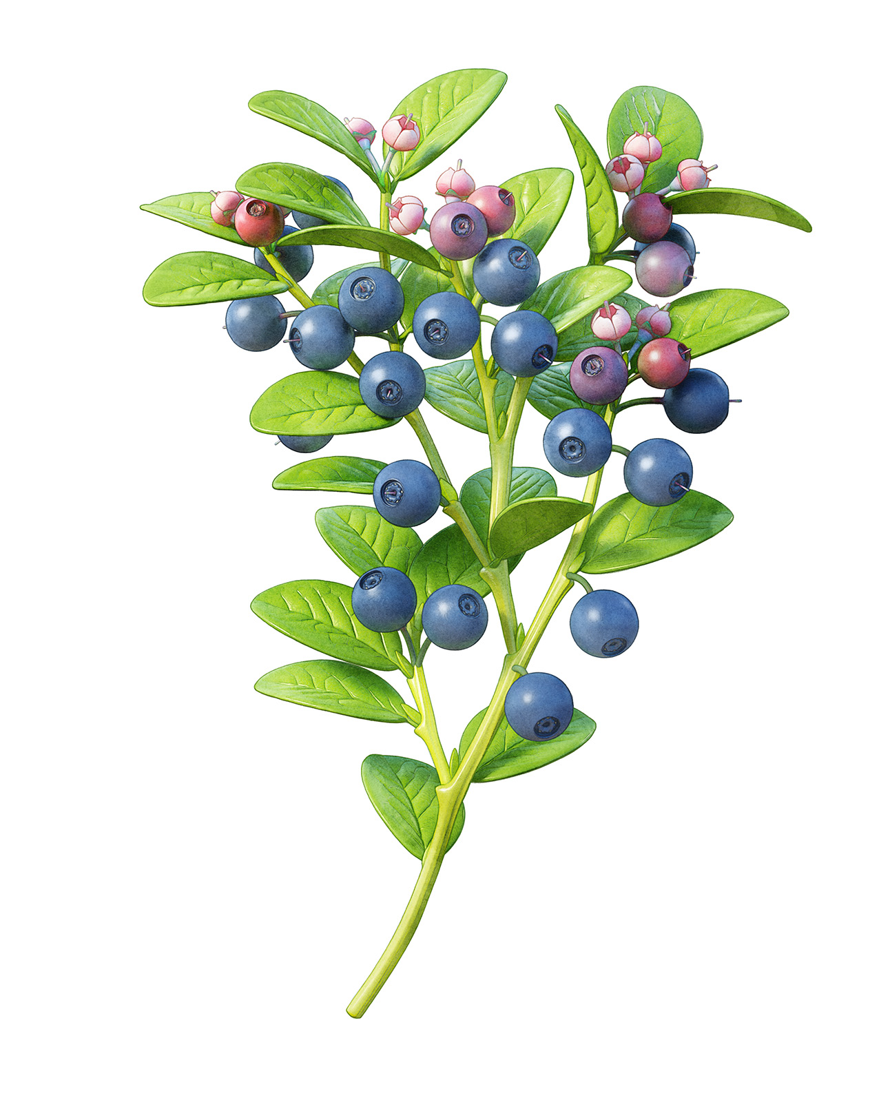 a branch of blueberries, with floral leaves, blåbär blommor blad kvist skogsbär