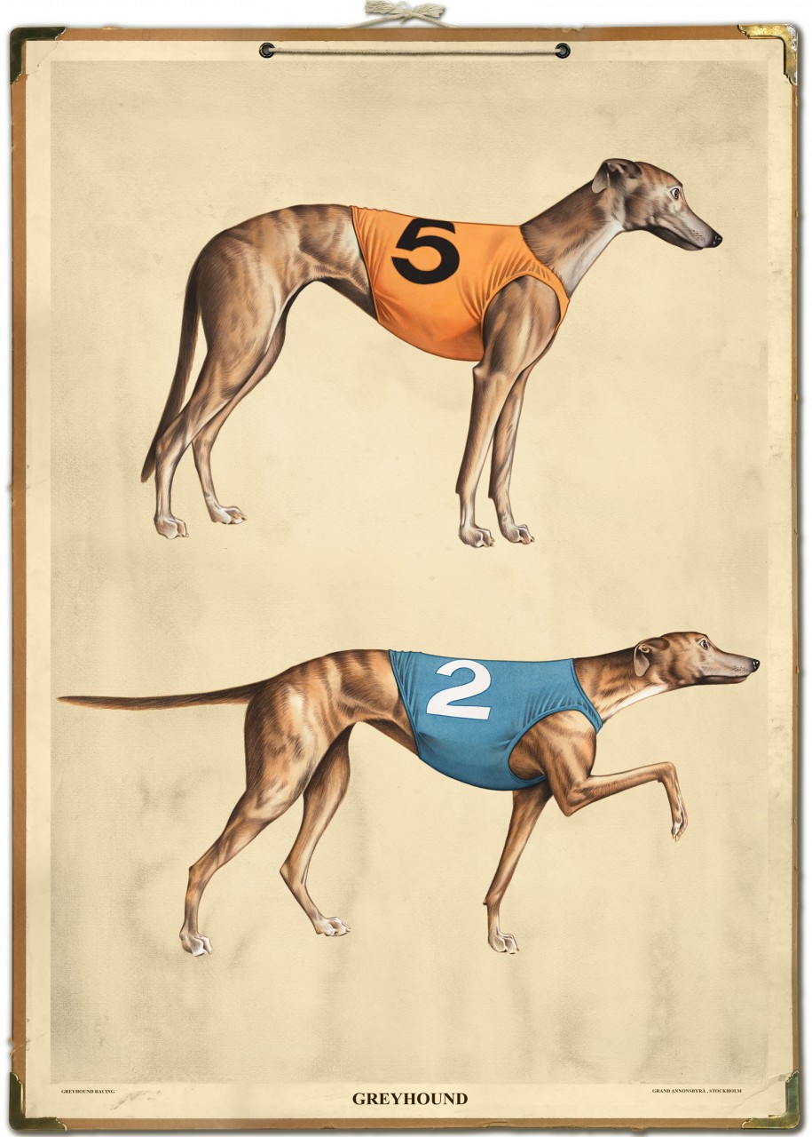Grehound Racing