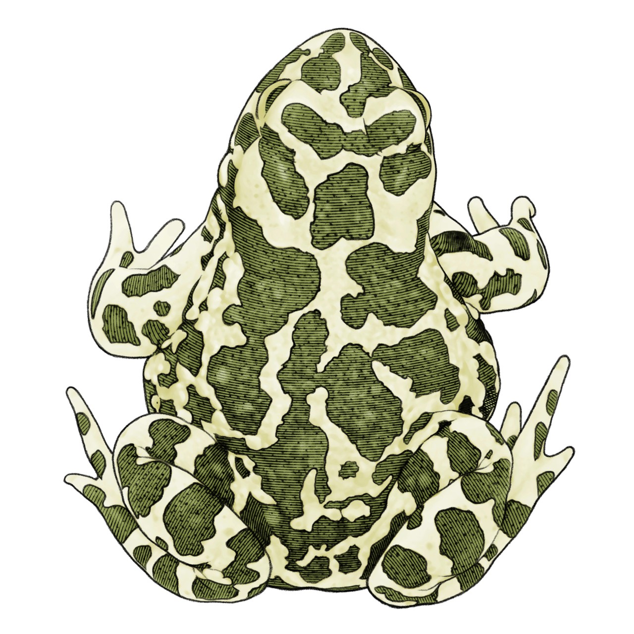 Green toad for Rörstrand and Prince Carl Philip series of decorative porcelain. Grönfläckig padda groda