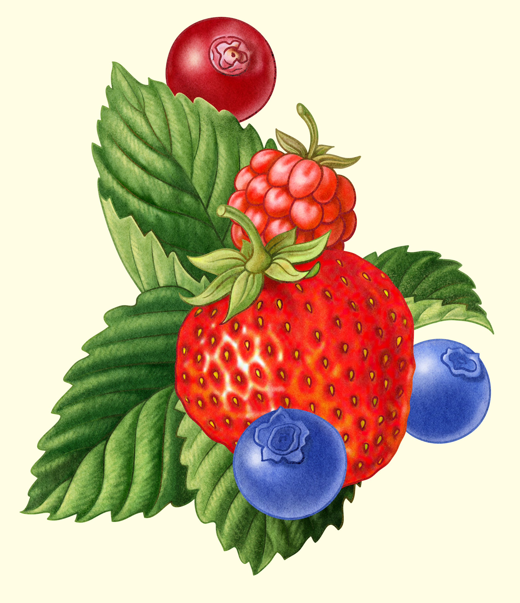 Illustration for a label Kolonihagen Yoghurt Strawberry, blueberry and lingonberry.