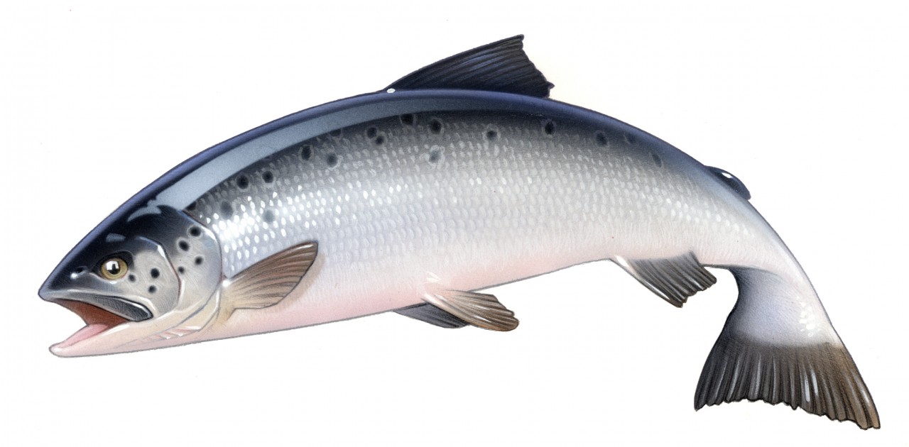 A jumping fish salmon salar lax havsöring fisk