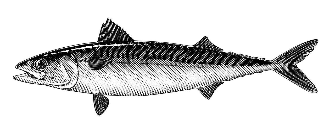 Mackerel for falkeskogs fiskar in etching stile makrill 