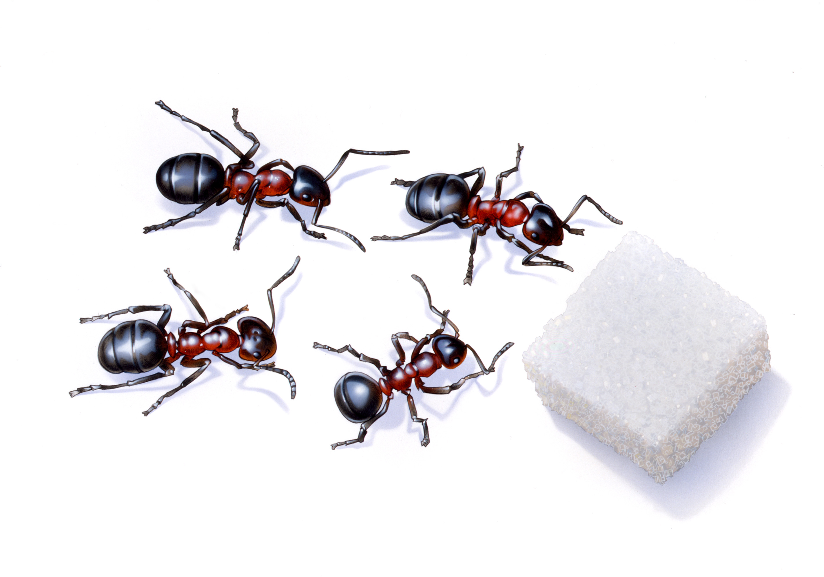 Ants eating sugar working insects insekter myror socker
