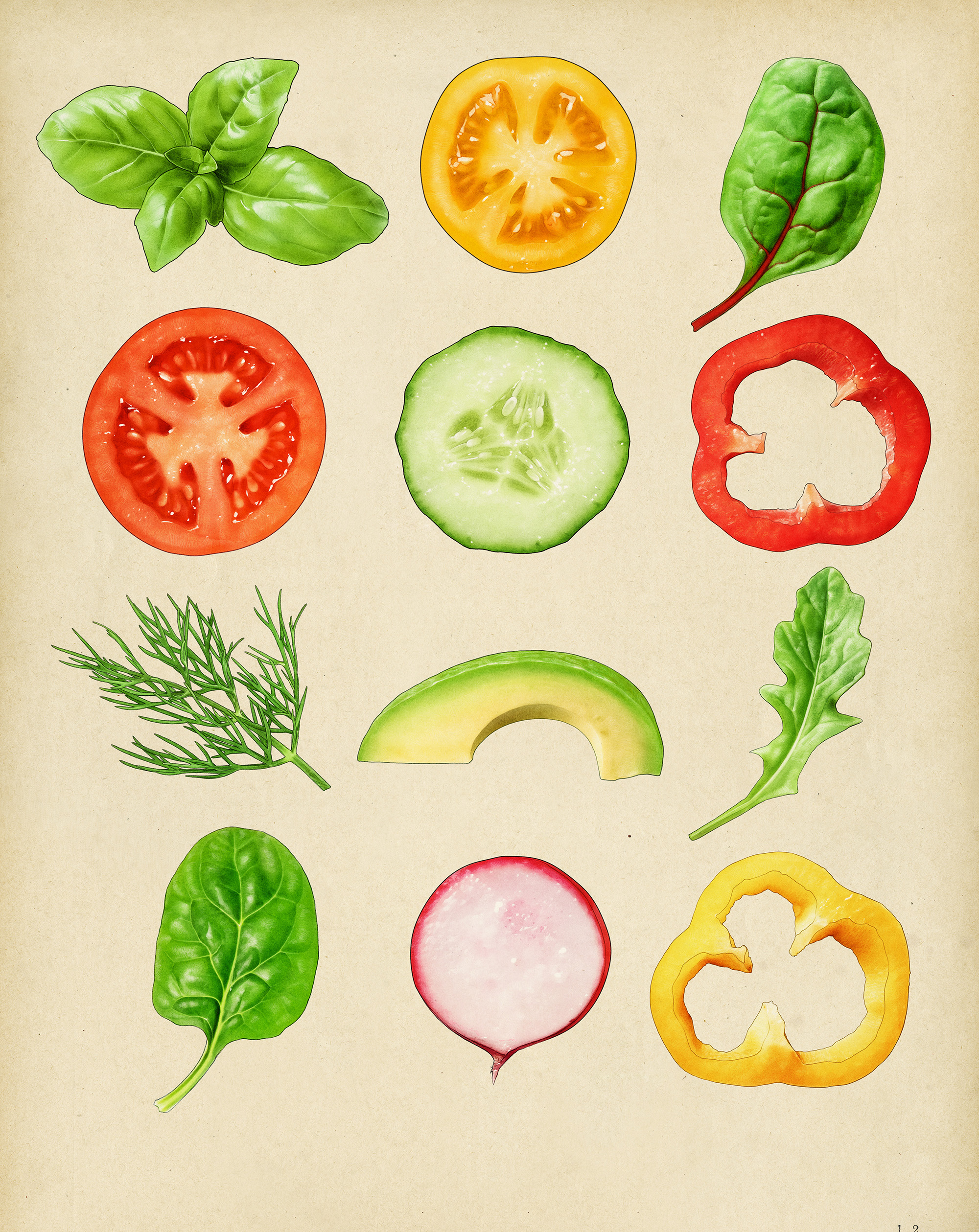vegetable illustrations for sandwich packaging Parsons spreads with chard dill spinach tomato radish pepper avocado cucumber basil