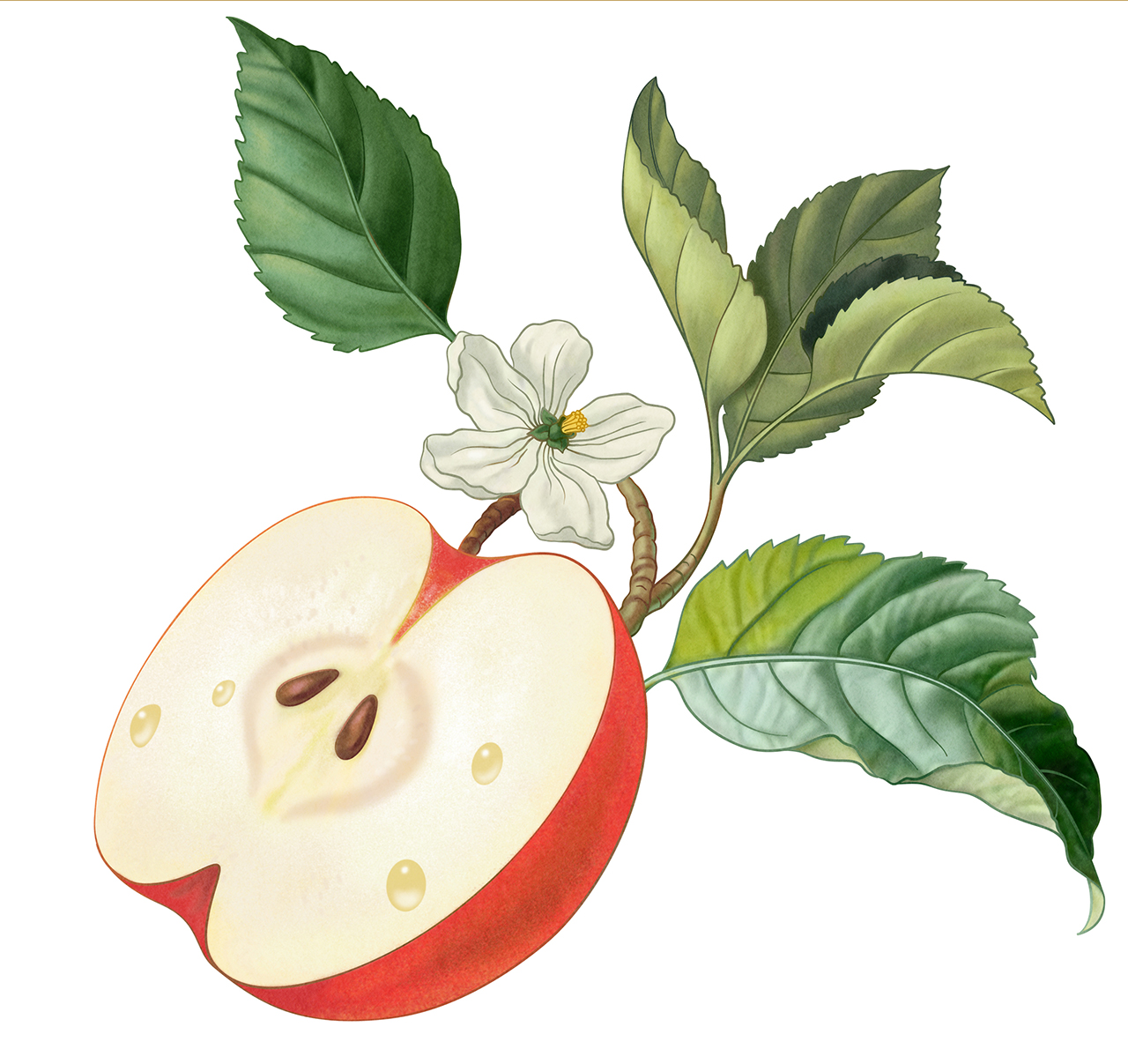 Illustration for a label apple and ginger.