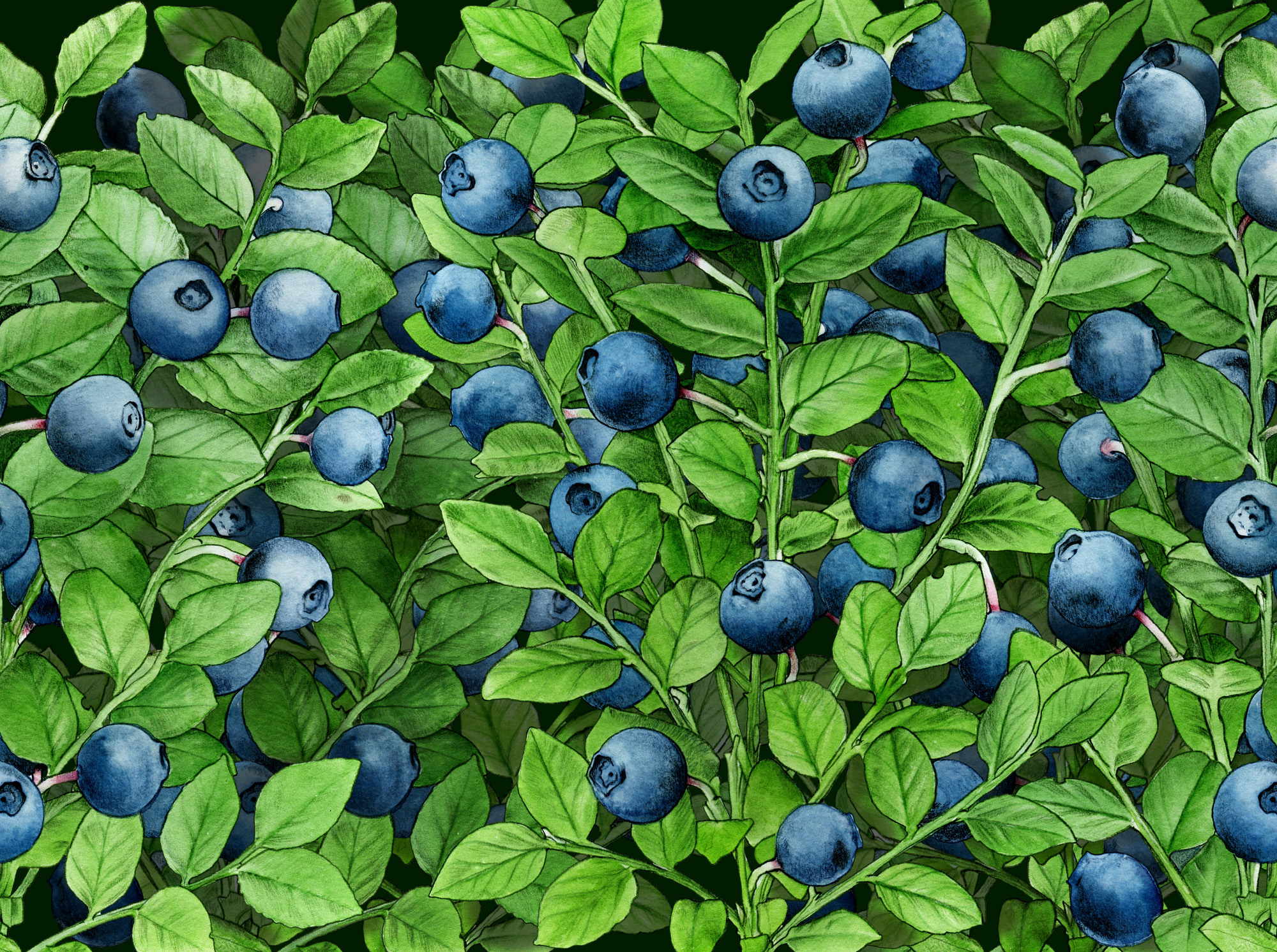 blueberry plant to fabulous soups, berry fruit blåbär soppa 