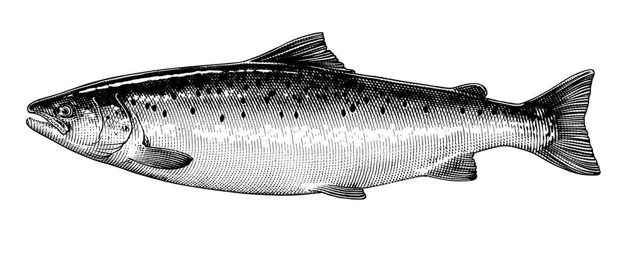 Etching salmon, harring and mackerel for Falkeskogs fiskar. Gravyr träsnitt för lax förpackning lax sill strömming makrill havsöring fisk