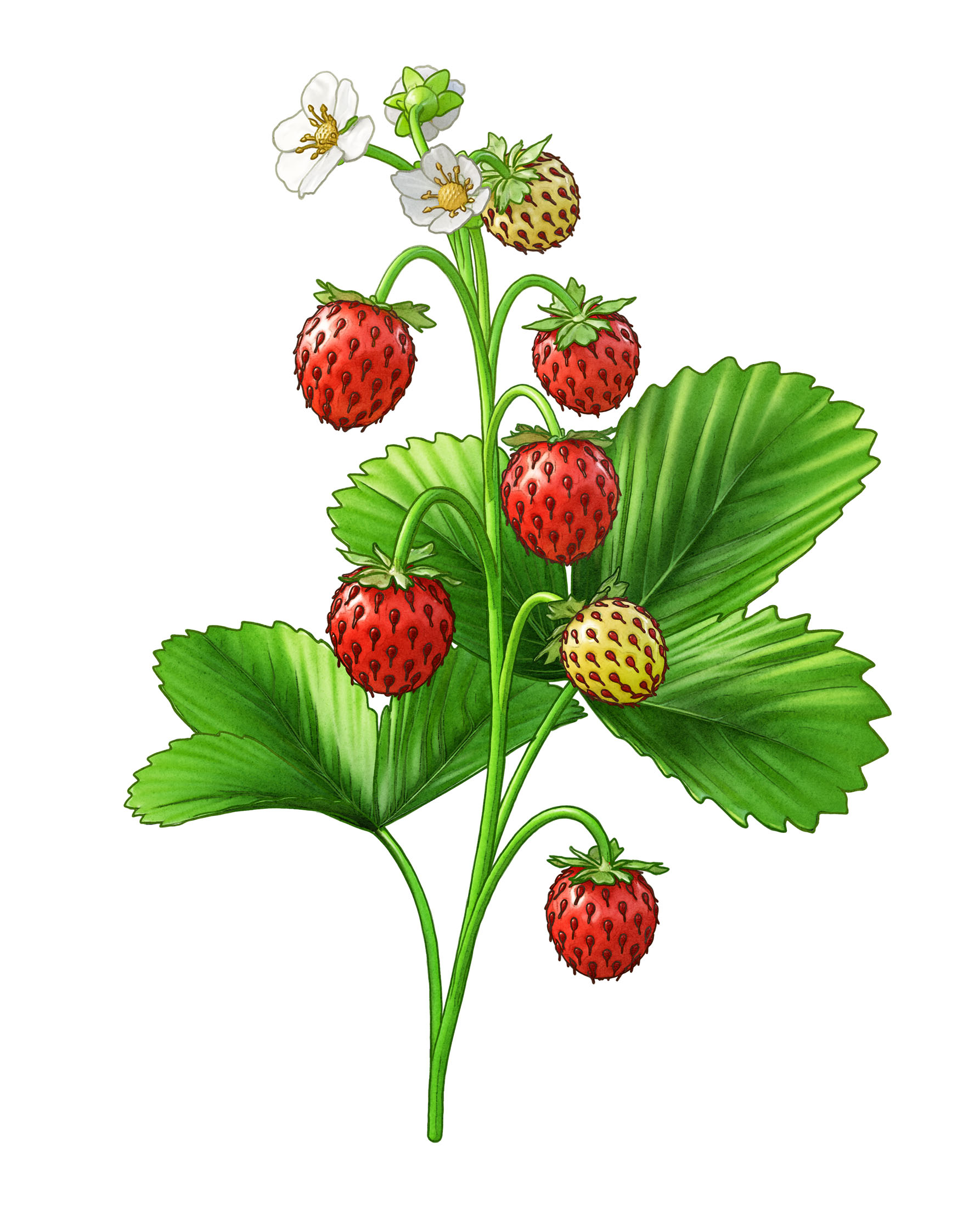 Wild strawberry and juniper branch for a gin label